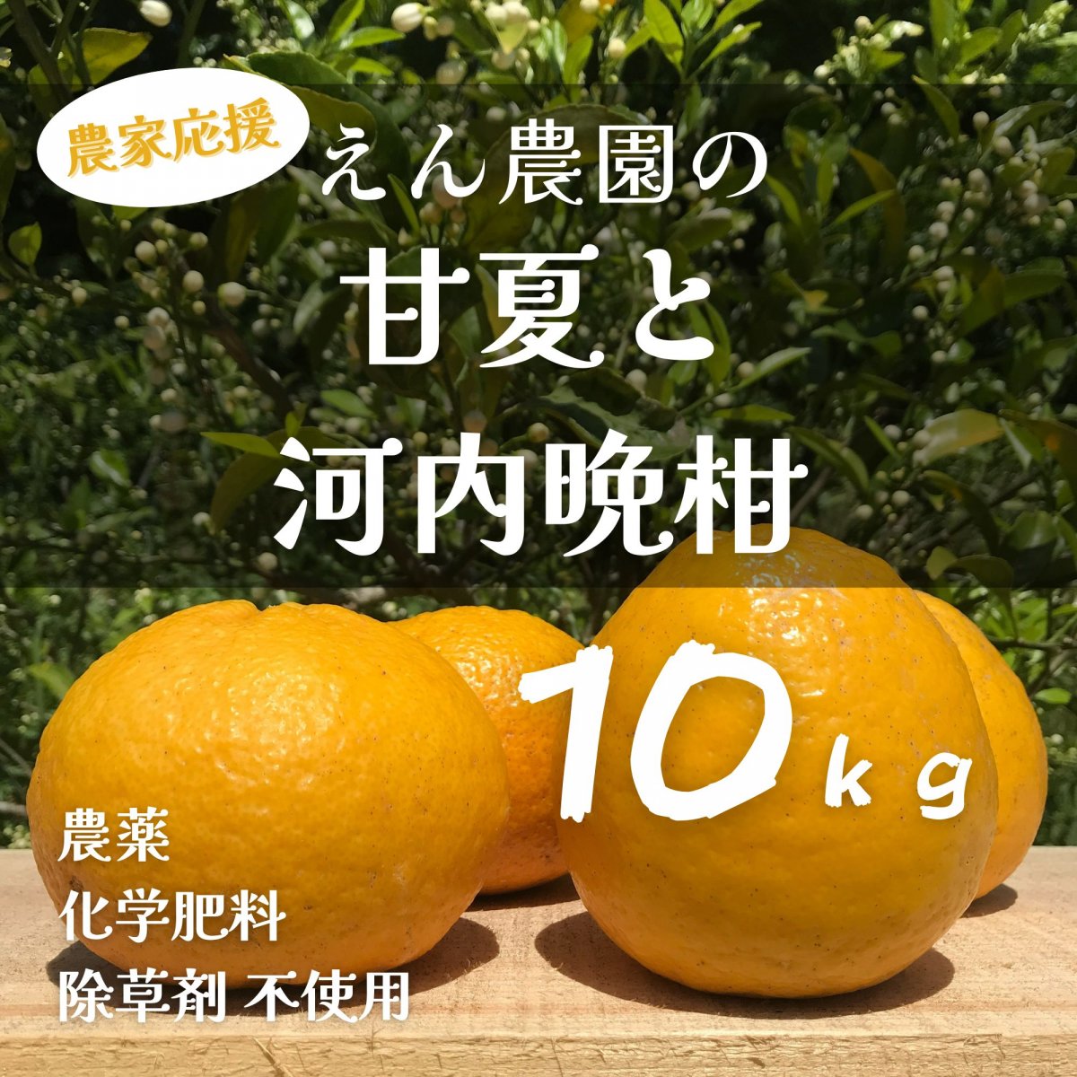 【高ポイント】ＭＩＸ 甘夏＆河内晩柑 合計１０ｋｇ えん農園 木成り完熟 自然栽培 農薬・化学肥料・除草剤不使用 愛媛県愛南町 みかん 柑橘類