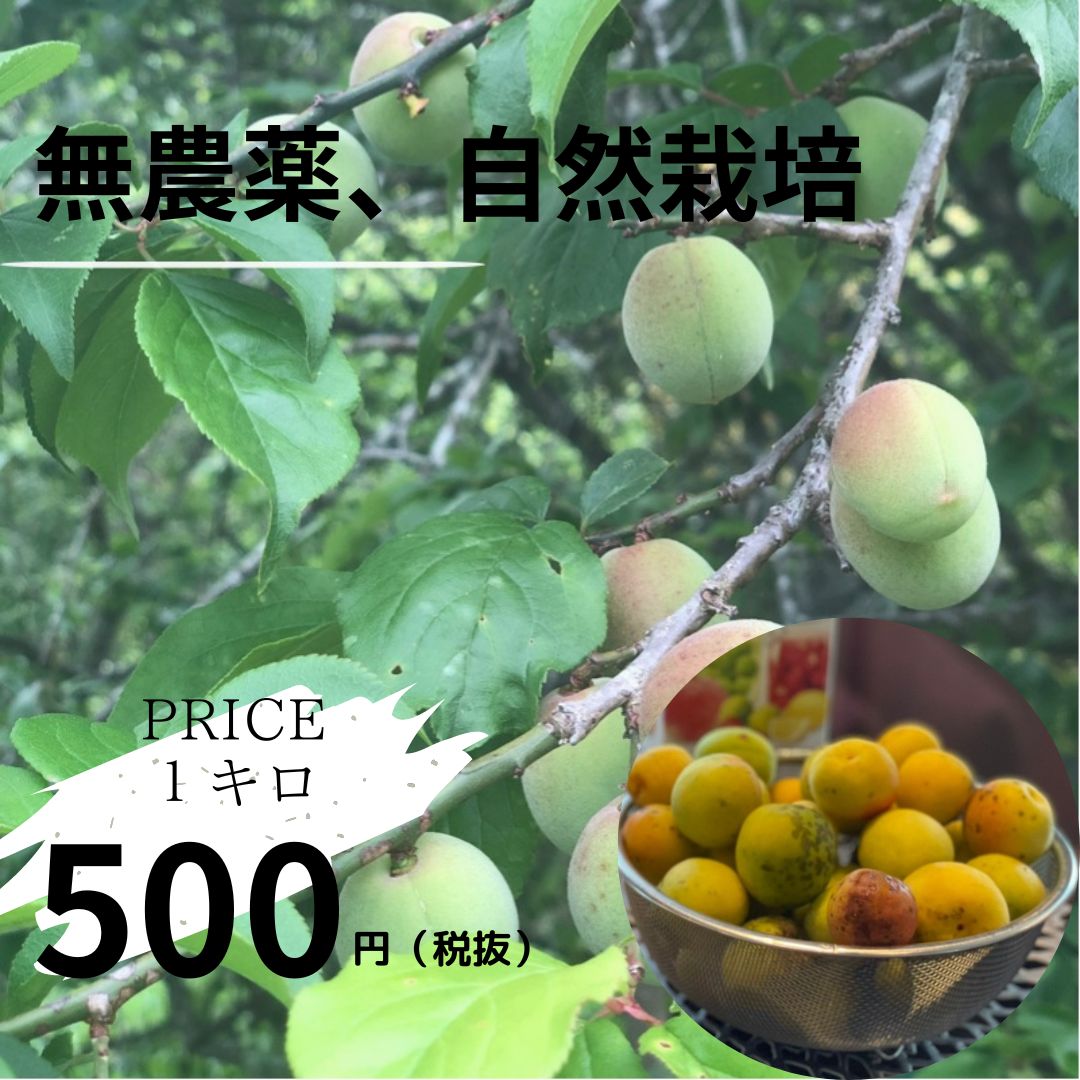 梅 自然栽培 1kg