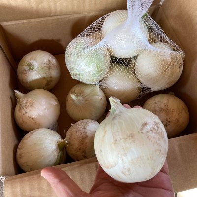 売り切れ【5kg】白い玉ねぎ雪景色　北海道産減農薬玉ねぎ