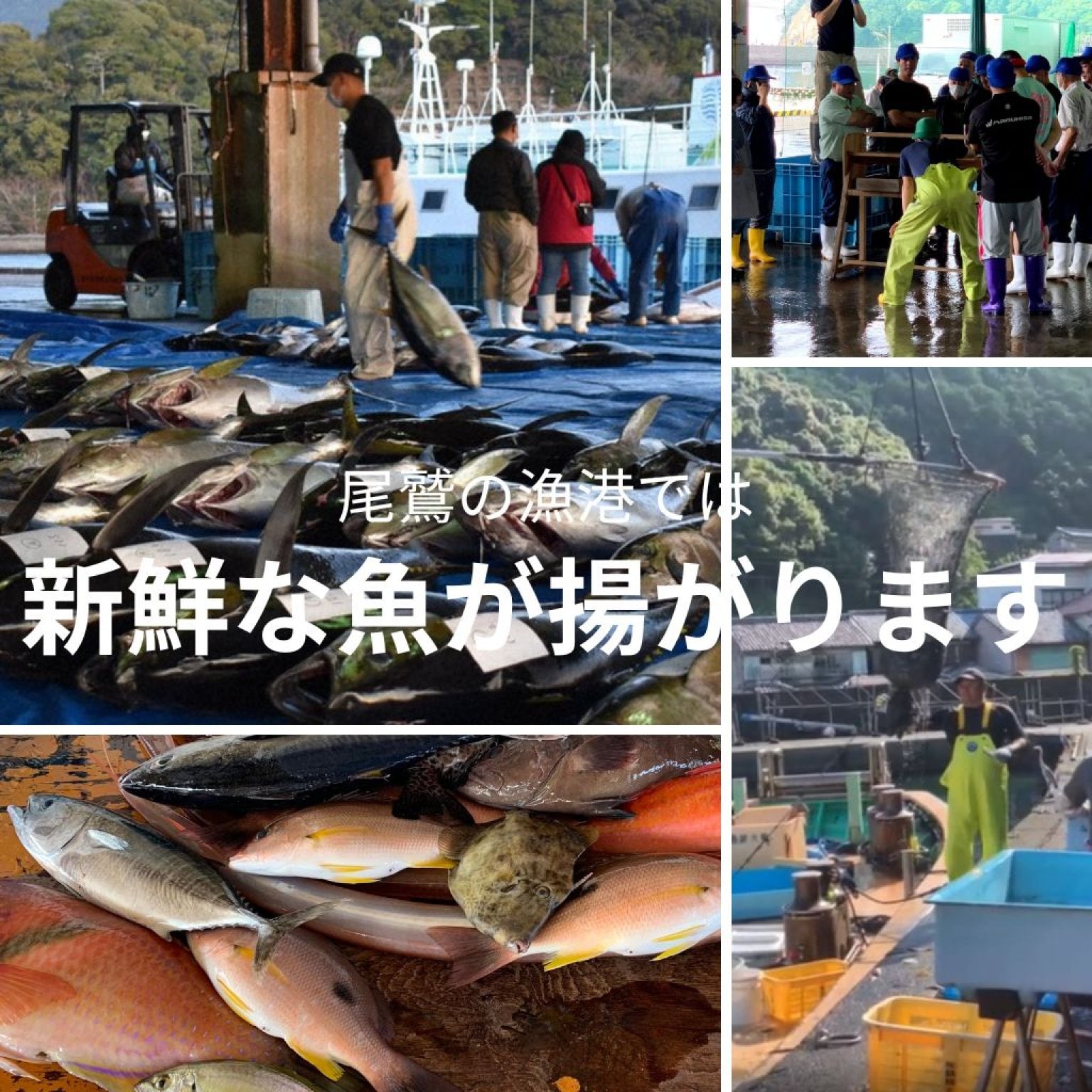 「ほんじつのさかな」東紀州の地魚が楽しめる　地魚海鮮丼 