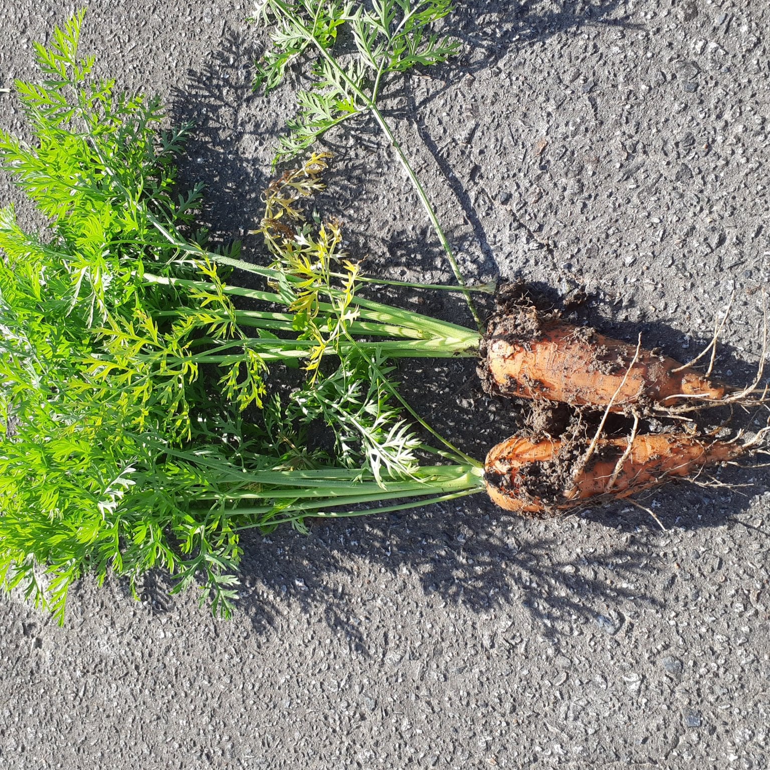 人参収穫体験　　4月6日まで