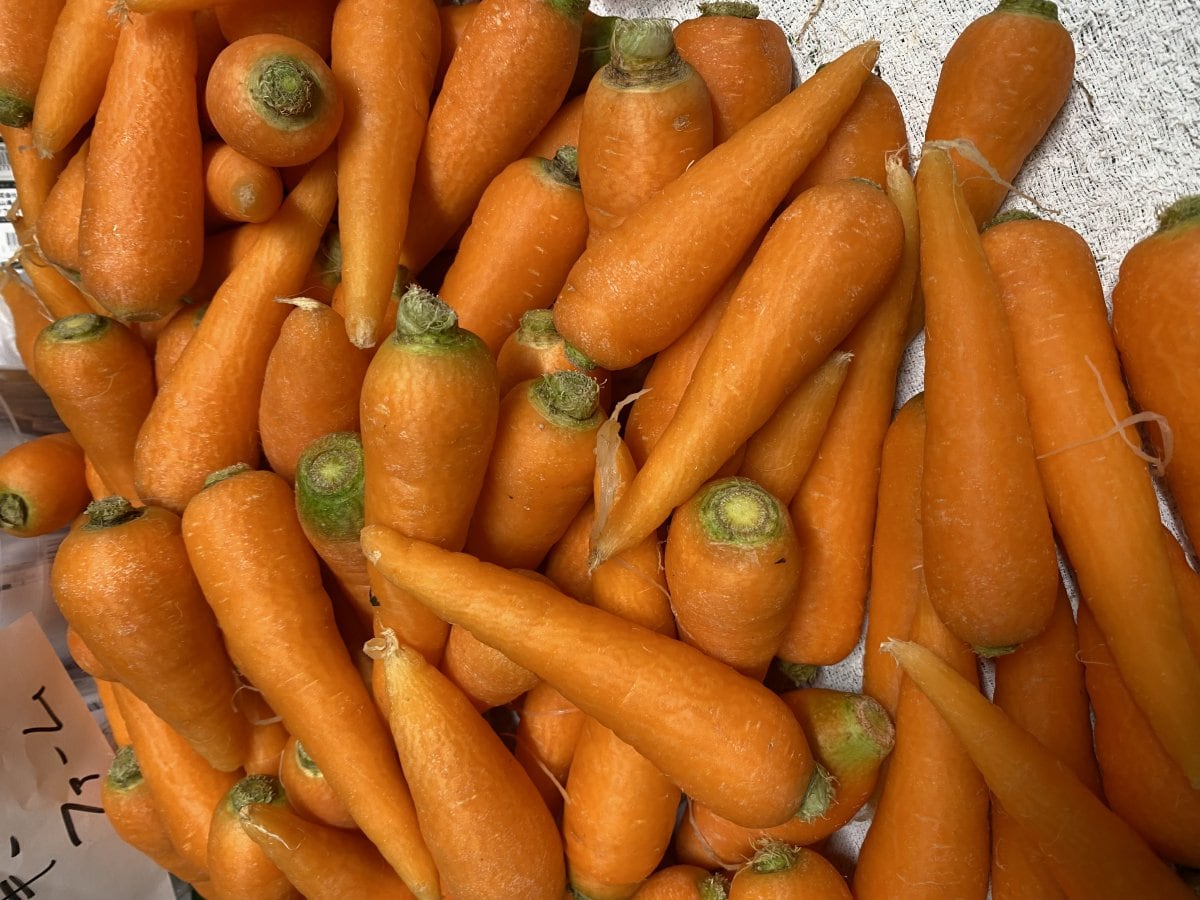 人参収穫体験　　4月6日まで