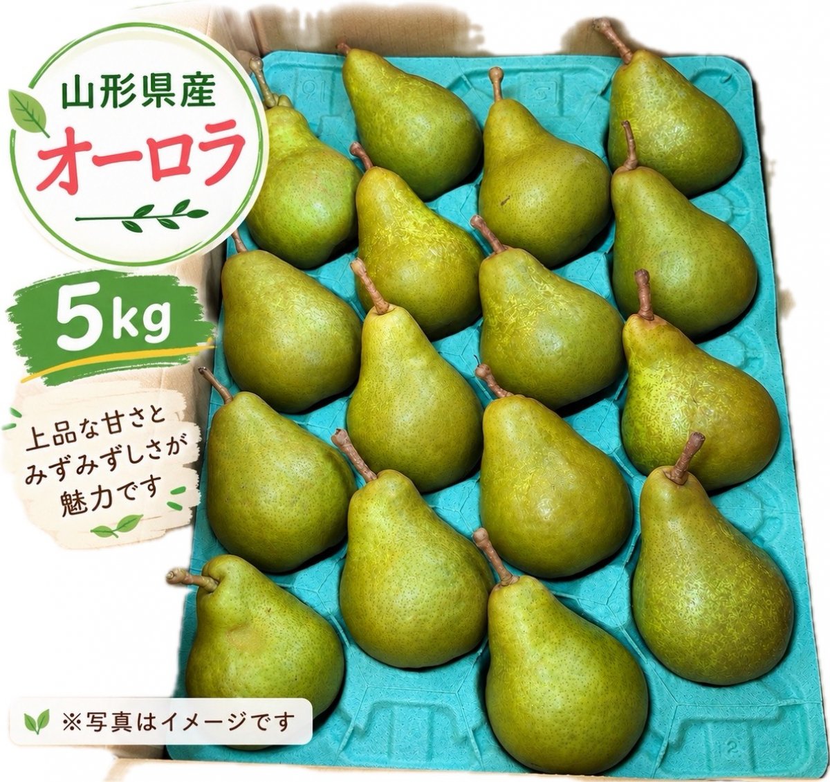 西洋梨　オーロラ　ご自宅用　5kg　5Lサイズ　12玉入り　9月上旬発送予定