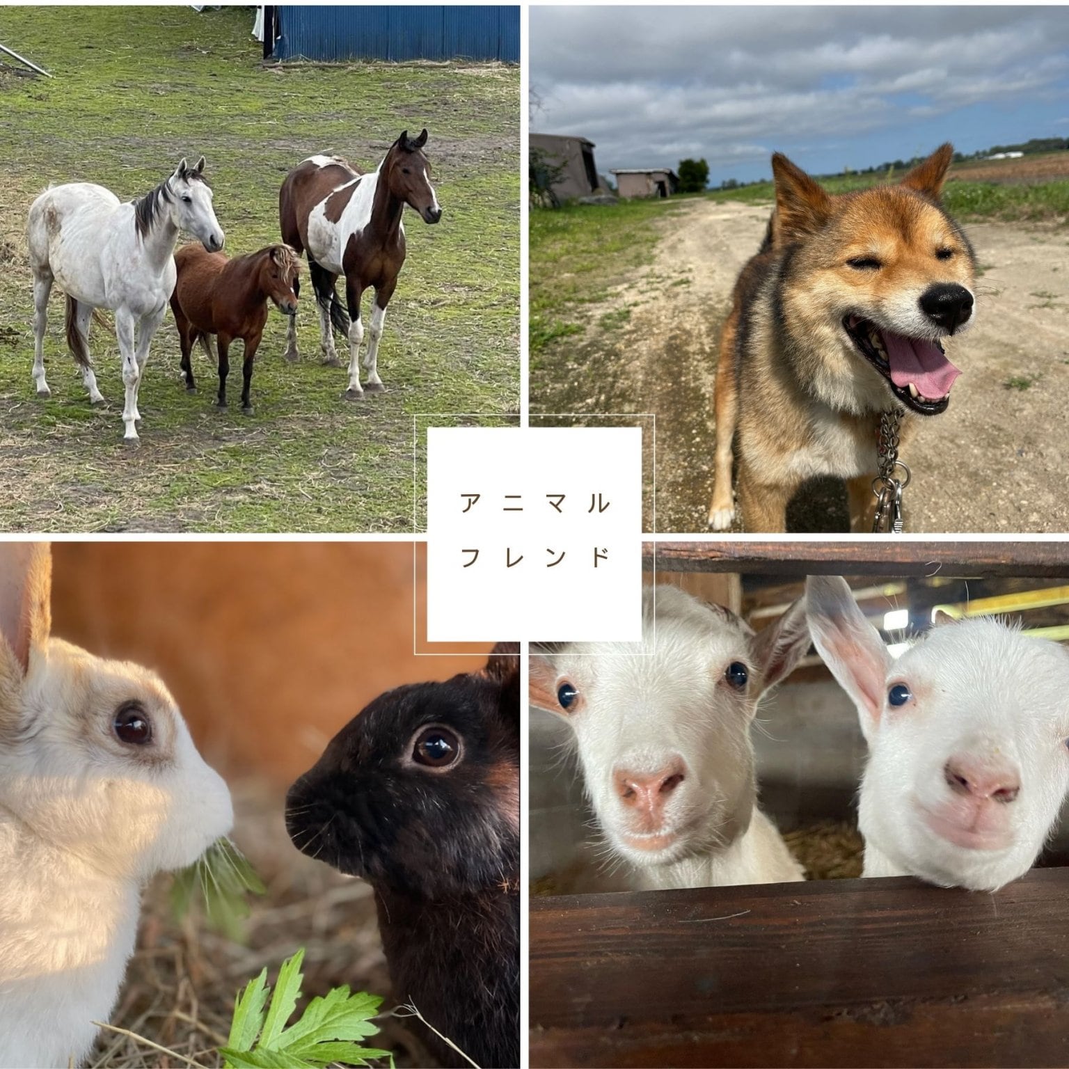 アニマルフレンド