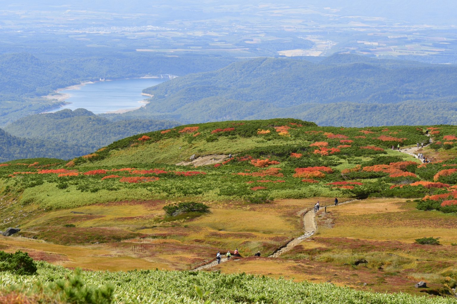 Daisetsuzan National Park Highlights – One-Day Nature Tour Explore Three Unique Ecosystems: Alpine Zone, Highland Wetland, and Spruce Forest  大雪山国立公園　3つの森を巡る旅  　～高山帯・高層湿原・アカエゾマツの森を歩く～   （English・日本語）