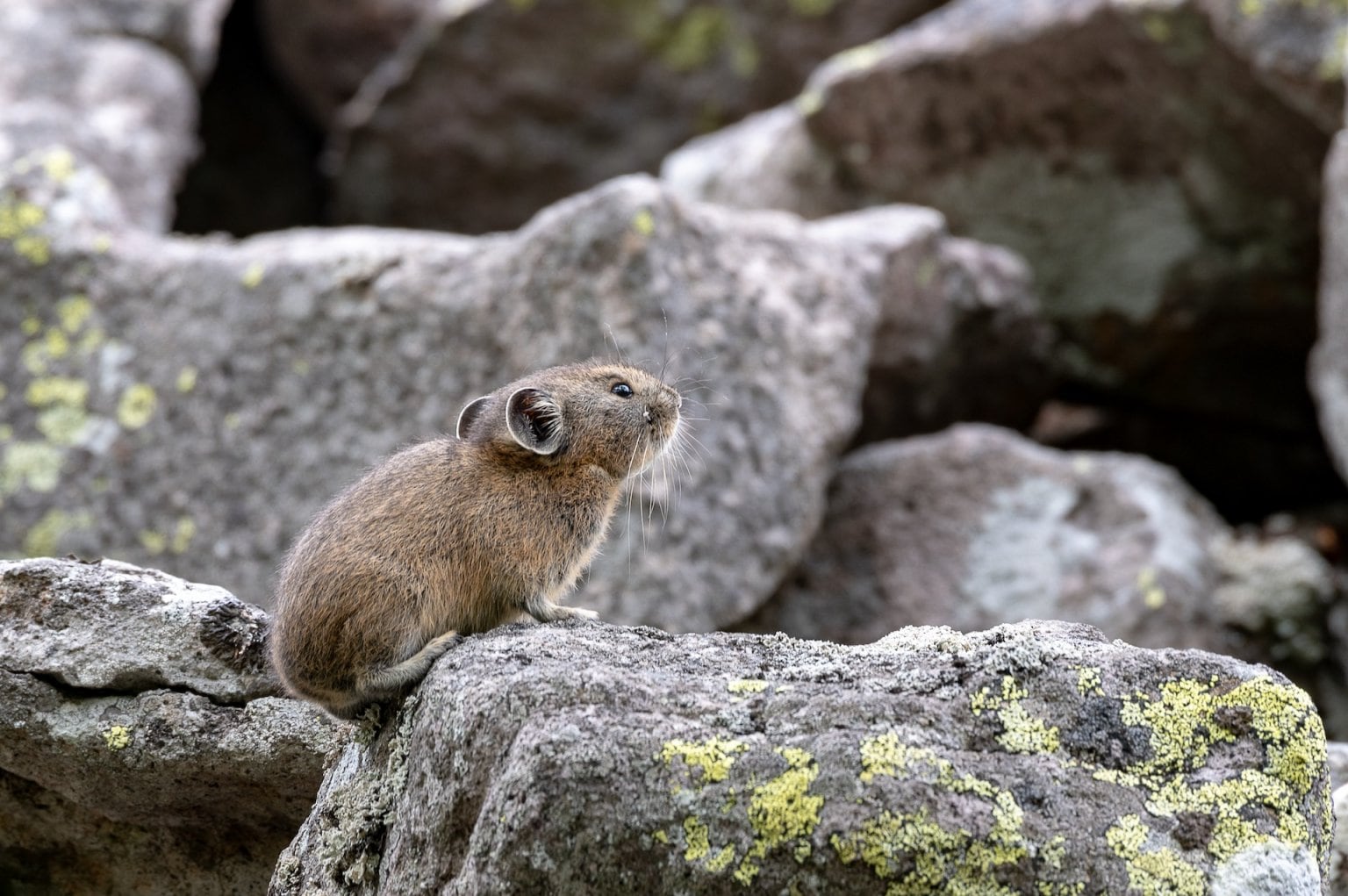 Daisetsuzan National Park Highlights – One-Day Nature Tour Explore Three Unique Ecosystems: Alpine Zone, Highland Wetland, and Spruce Forest  大雪山国立公園　3つの森を巡る旅  　～高山帯・高層湿原・アカエゾマツの森を歩く～   （English・日本語）