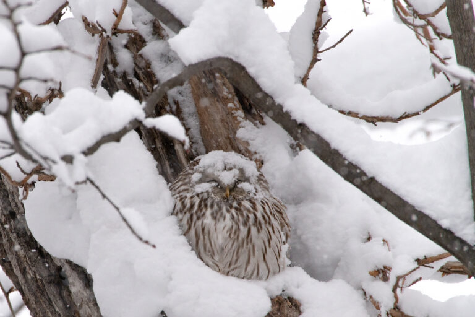 Wilde Life Wacthing Tour　〜ワイルドライフウォッチングツアー〜