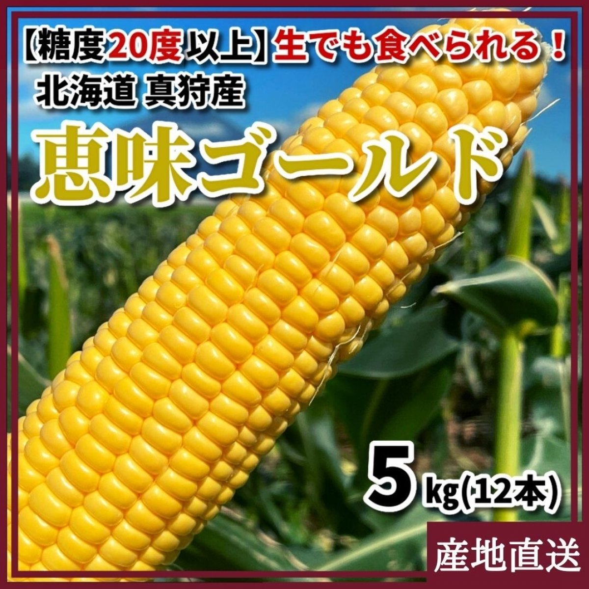 うまコーン選手権５連覇達成！　 桃より甘い朝採りトウモロコシ（恵味ゴールド）　　北海道 真狩産　5kg 12本入