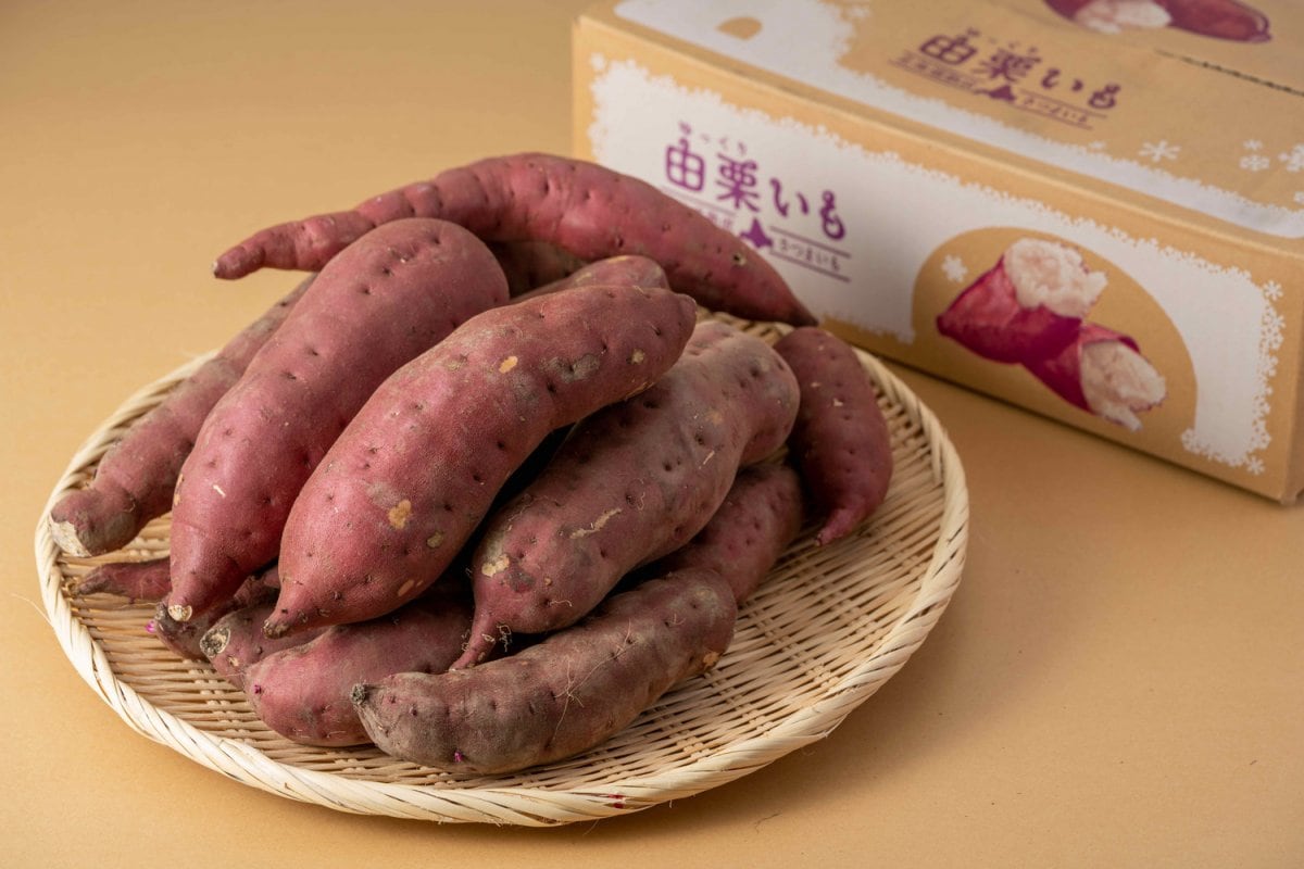 ※２月上旬から発送します！　由栗いも５ｋｇ箱入り【Mサイズ】