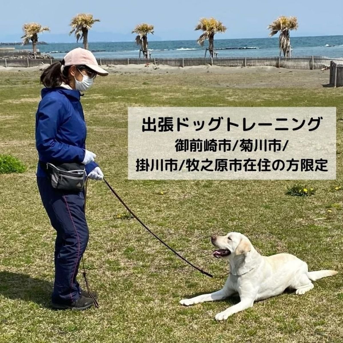 【現地払い専用】出張ドッグトレーニング【御前崎市/菊川市/掛川市/牧之原市在住の方限定】