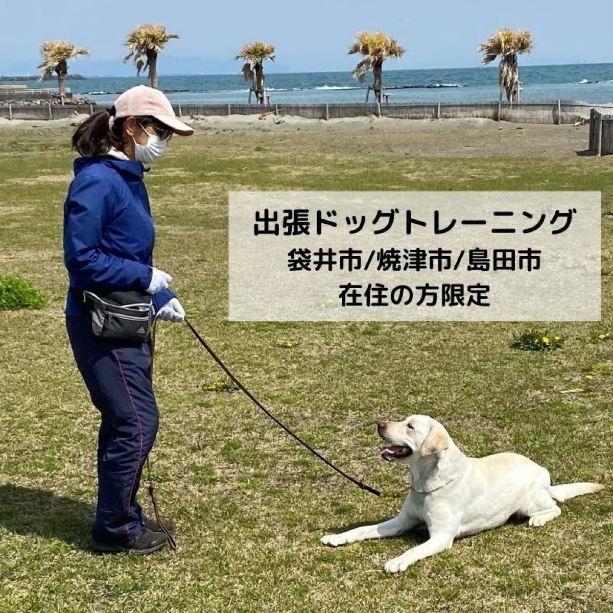 【現地払い専用】出張ドッグトレーニング【袋井市/焼津市/島田市/藤枝市 在住の方限定】