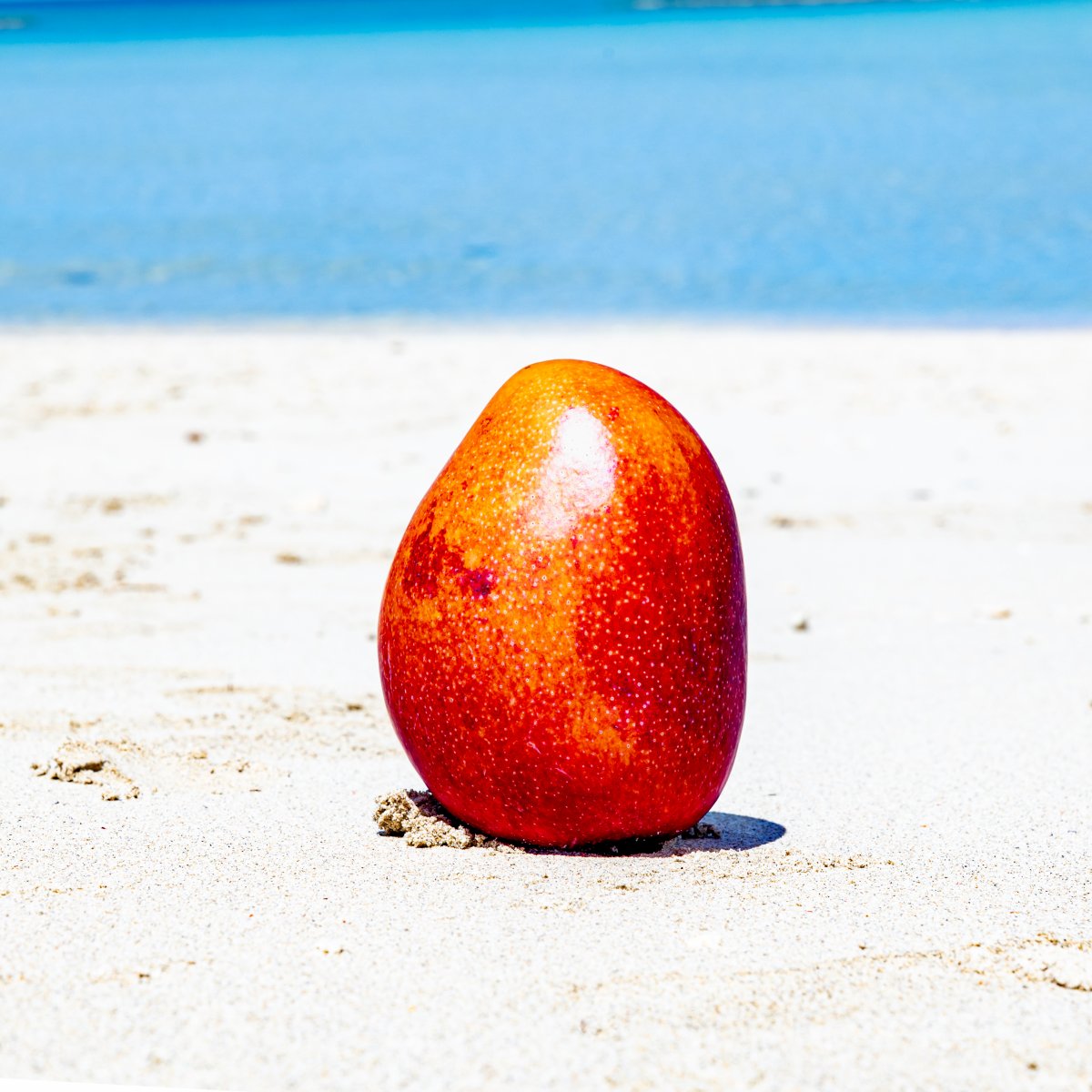 ツクツクショップ専用応援チケット!ホームページ素材出張撮影