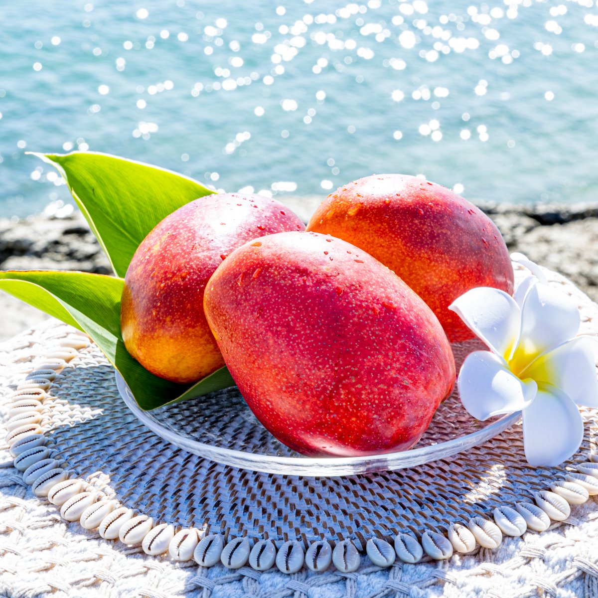 ツクツクショップ専用応援チケット!ホームページ素材出張撮影