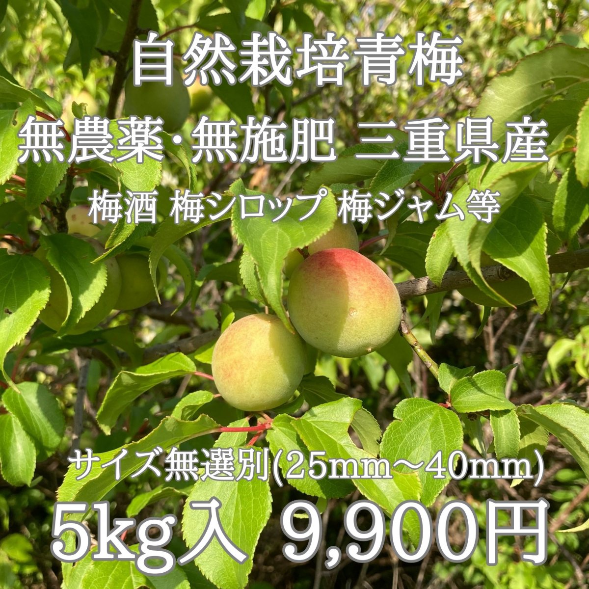 自然栽培青梅|5kg|無農薬・無施肥|サイズ無選別|三重県産|送料無料