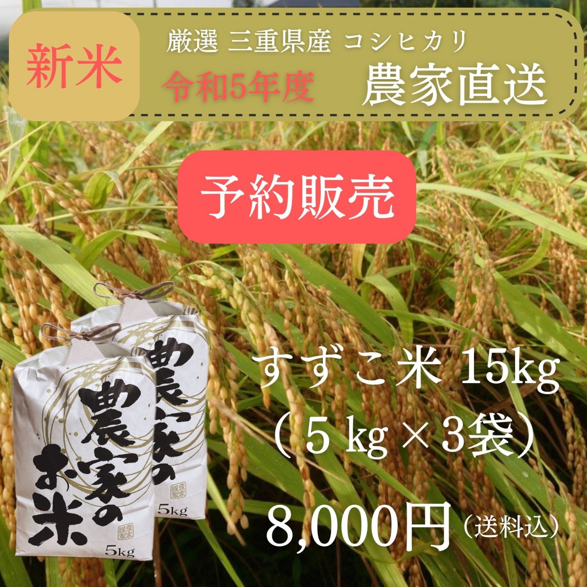 [新米予約]【高ポイント還元】「澁谷農園のすずこ米（こしひかり）」澁谷農園 10代目すずこが作った『すずこ米』令和5年度 三重県産 米袋入り 15㎏（5㎏×3袋）送料込み
