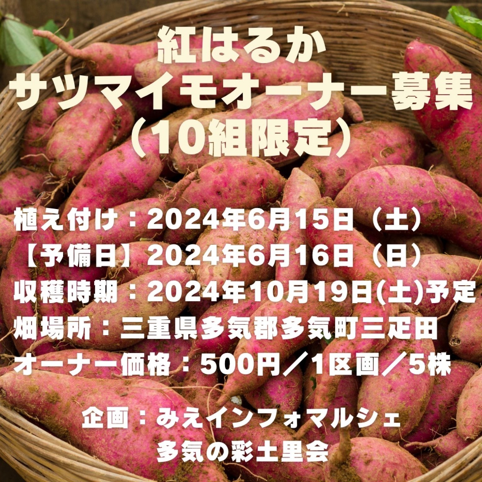 【2024年4月1日販売開始】無農薬栽培『紅はるか』サツマイモオーナー募集（限定10組）2024