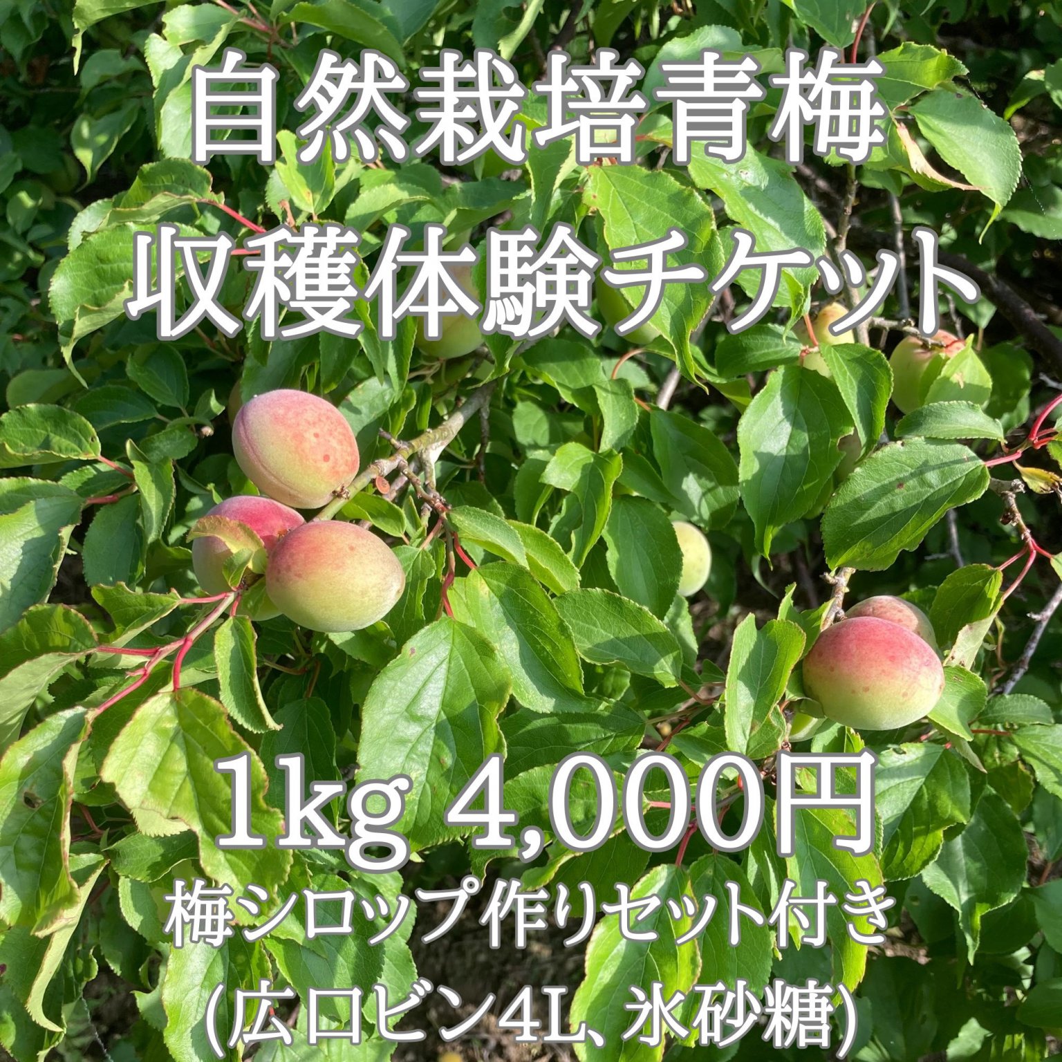 【令和6年5月12日（日）、5月18日(土) 収穫体験＆ワークショップ予約】自然栽培青梅| 収穫体験チケット|1kg|梅シロップセット付き(広口ビン4L＆氷砂糖)｜サイズ無選別｜三重県産