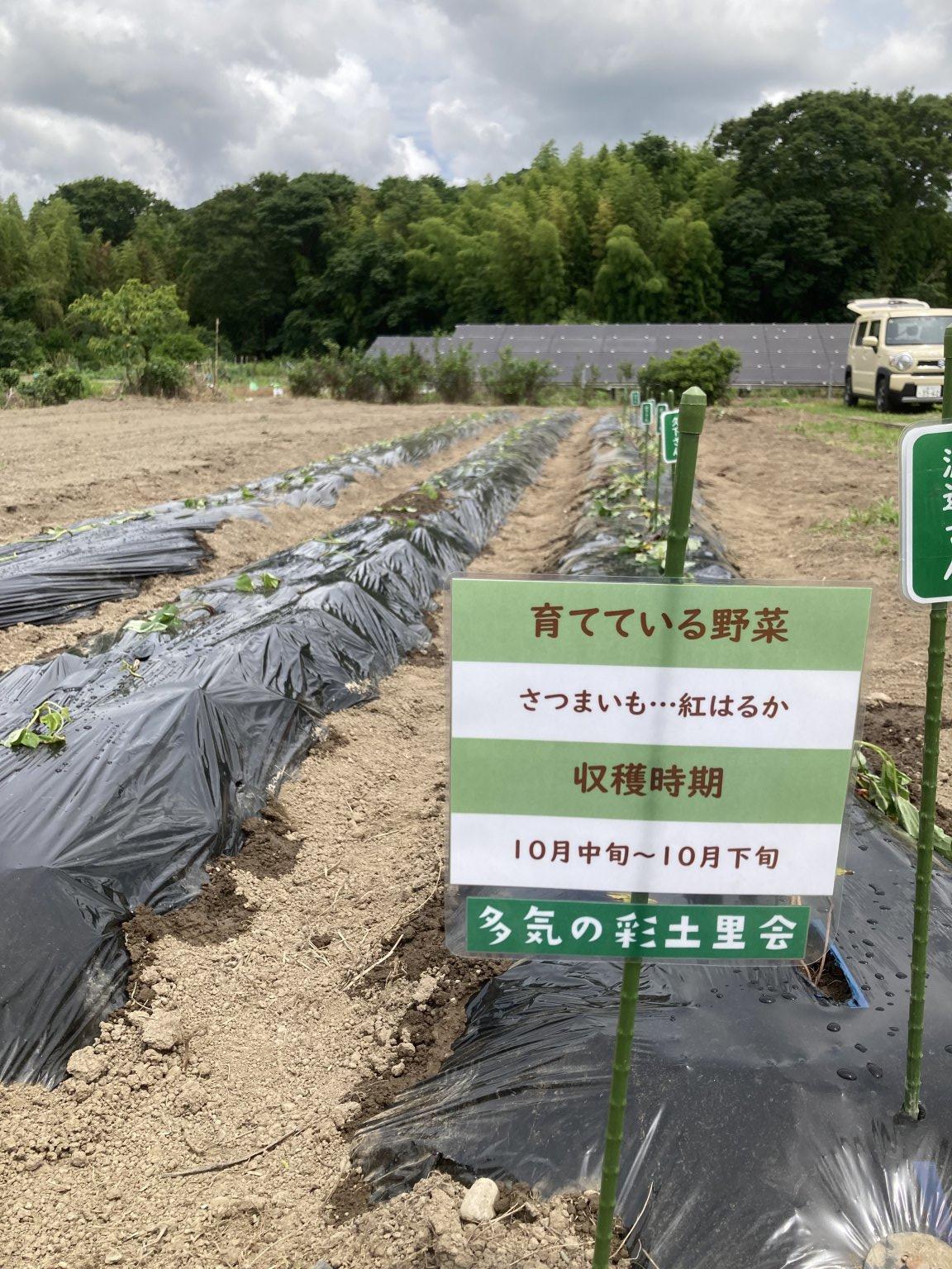 【2025年6月14日(土)開催】農薬不使用栽培『紅はるか』サツマイモオーナー募集 （限定10組）