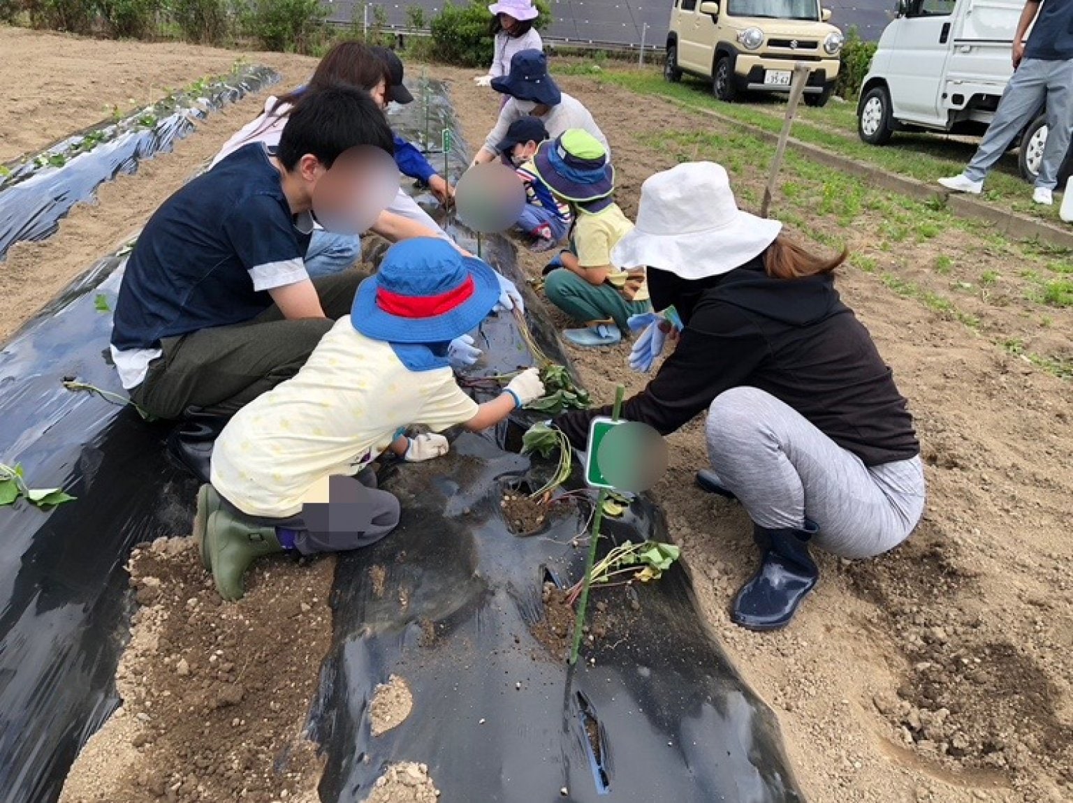 【2025年6月14日(土)開催】農薬不使用栽培『紅はるか』サツマイモオーナー募集 （限定10組）