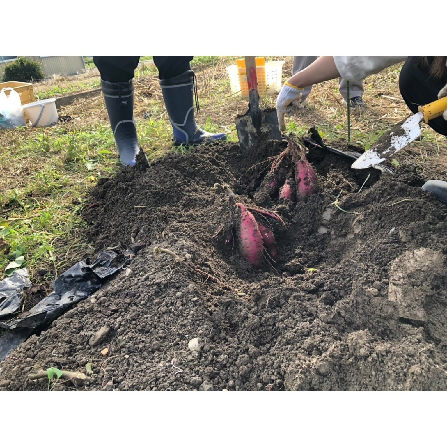 【2025年6月14日(土)開催】農薬不使用栽培『紅はるか』サツマイモオーナー募集 （限定10組）