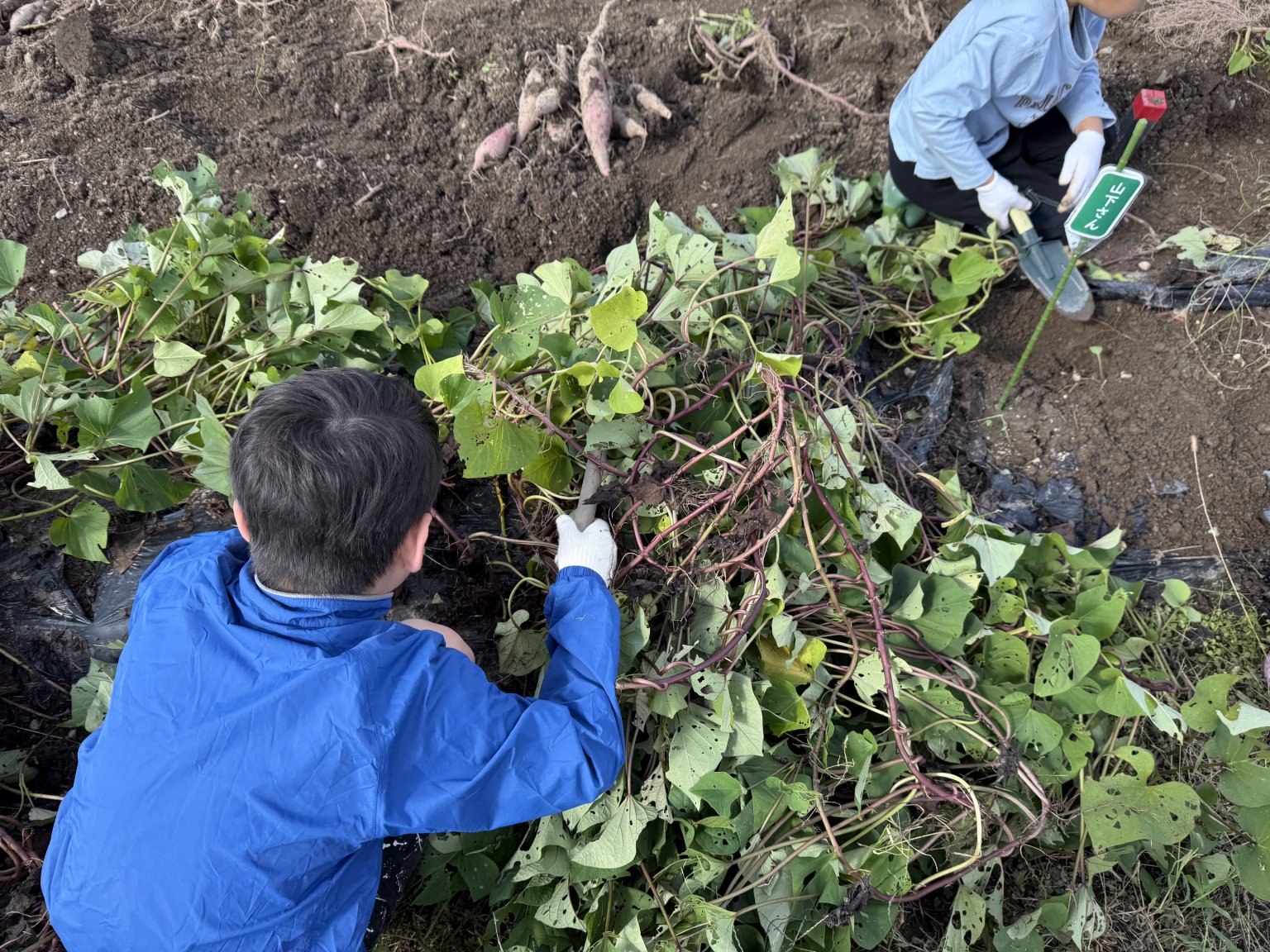 【2025年6月14日(土)開催】農薬不使用栽培『紅はるか』サツマイモオーナー募集 （限定10組）
