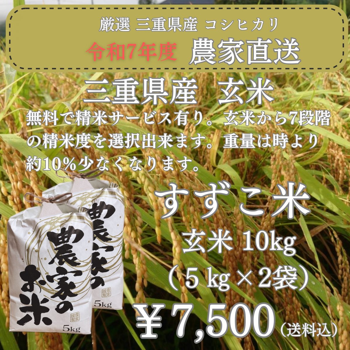 「減農薬 澁谷農園のすずこ米（コシヒカリ）」澁谷農園 10代目すずこが作った『すずこ米』令和7年度 三...