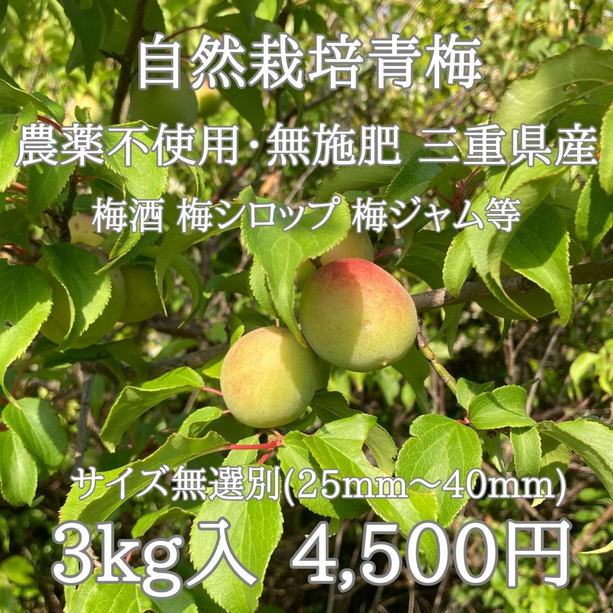 自然栽培青梅|3kg|農薬不使用・無施肥|サイズ無選別|三重県産