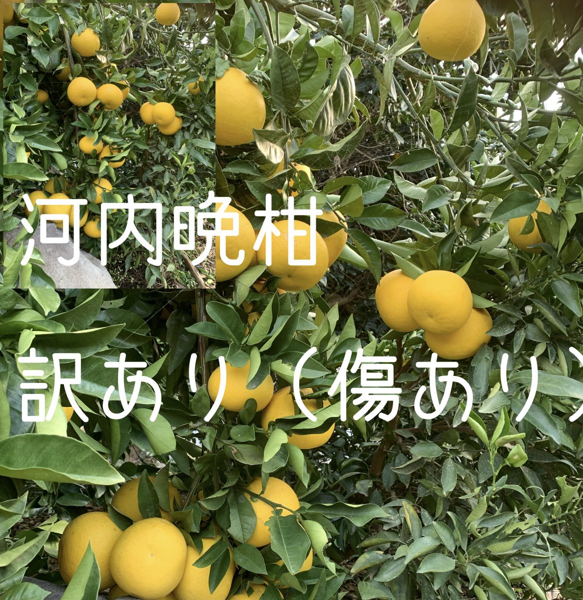 訳ありおすすめ河内晩柑 晩柑 ジューシー 玉名市産 天水町産