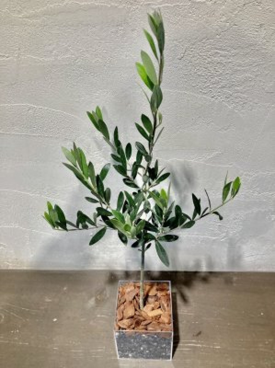 オリーブ『観葉植物 with エコッティ』SDGｓ