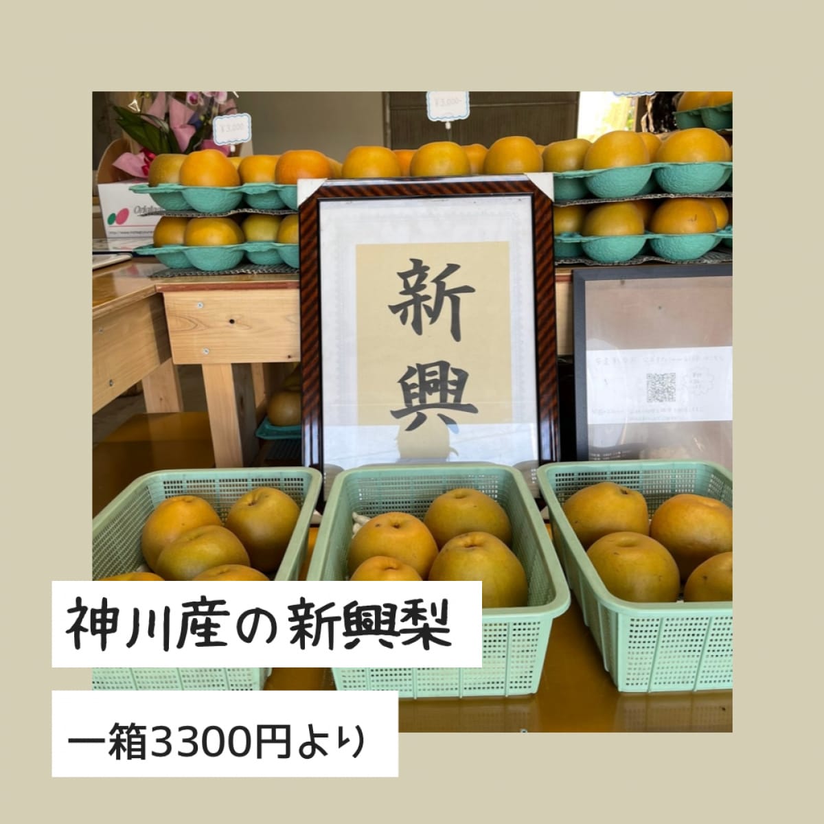 「新興梨」一箱３３００円　今が旬！埼玉県神川梨　１１〜１２玉入り