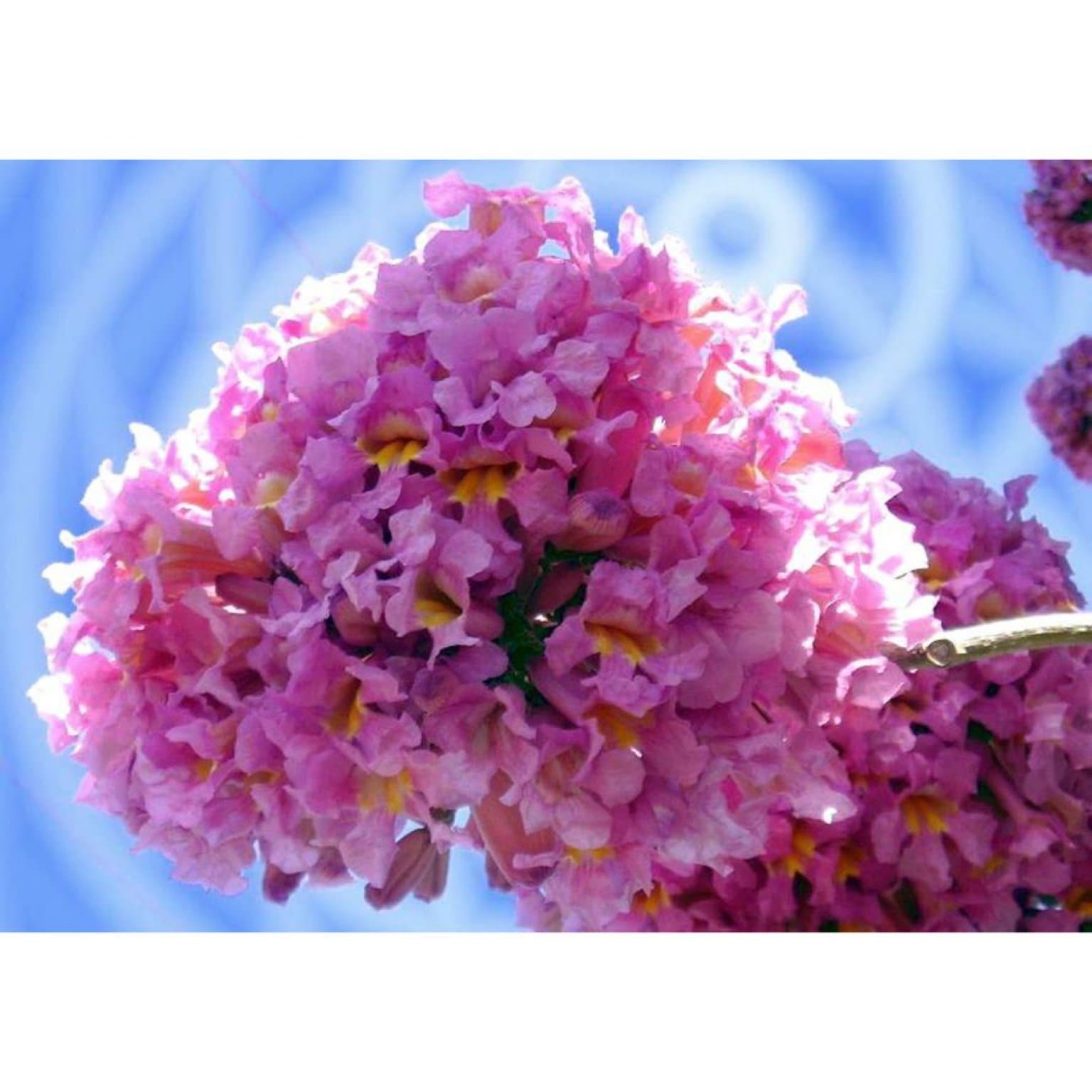 Aromatherii (アロマテリ）7月26日「ブラジルの薬草文化に学ぶSDGsな生活」【Zoomセミナー／録画配信あり】