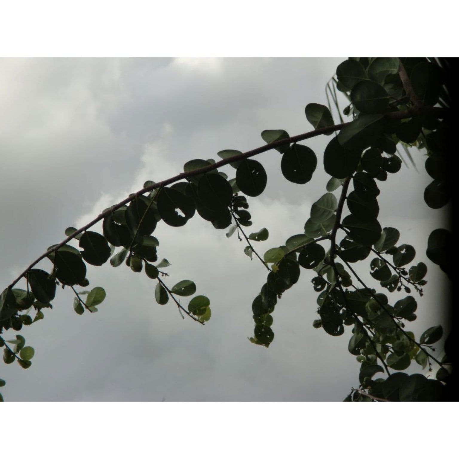 Aromatherii (アロマテリ）7月26日「ブラジルの薬草文化に学ぶSDGsな生活」【Zoomセミナー／録画配信あり】