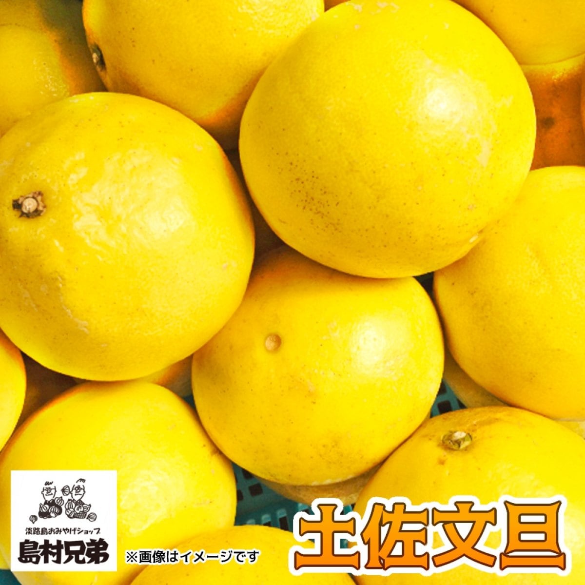高知県産 土佐文旦 (10kg)