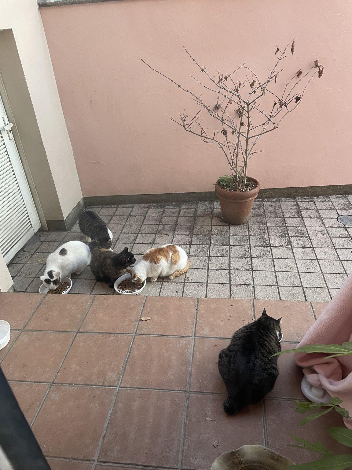 保護猫活動応援チケット