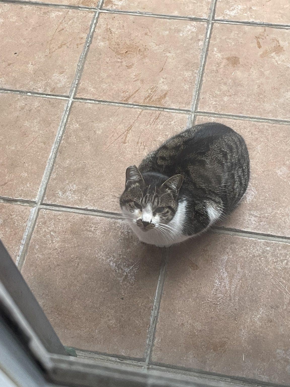 保護猫活動応援チケット