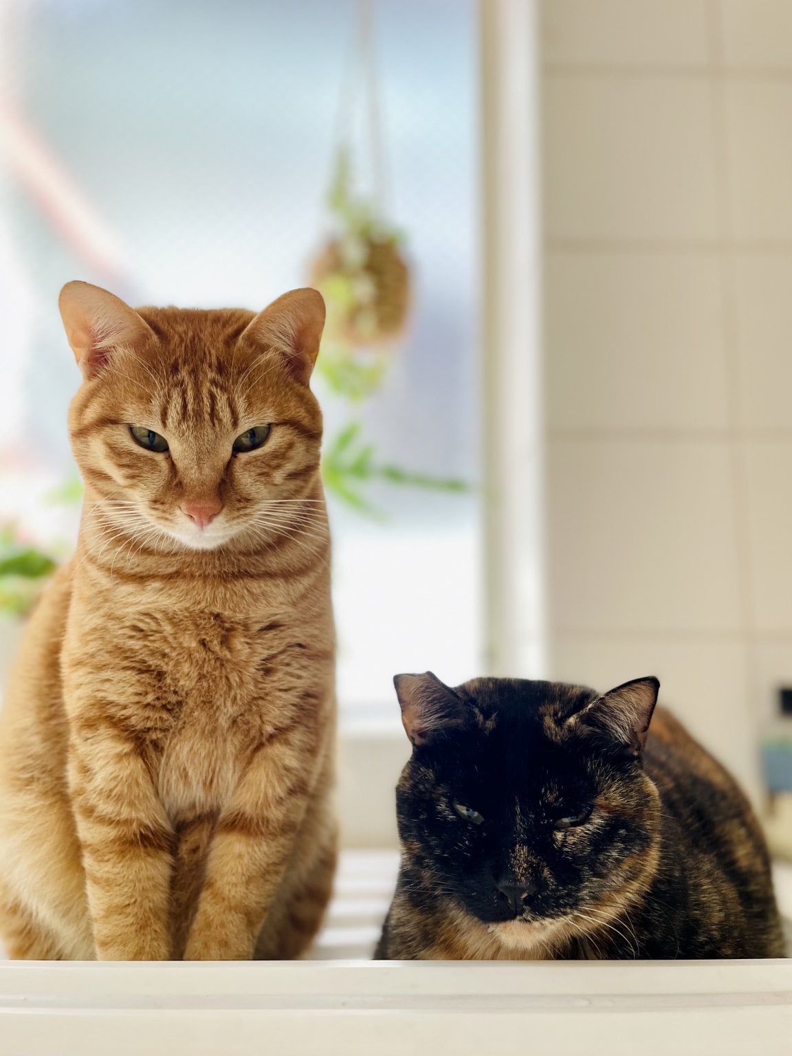 保護猫活動応援チケット