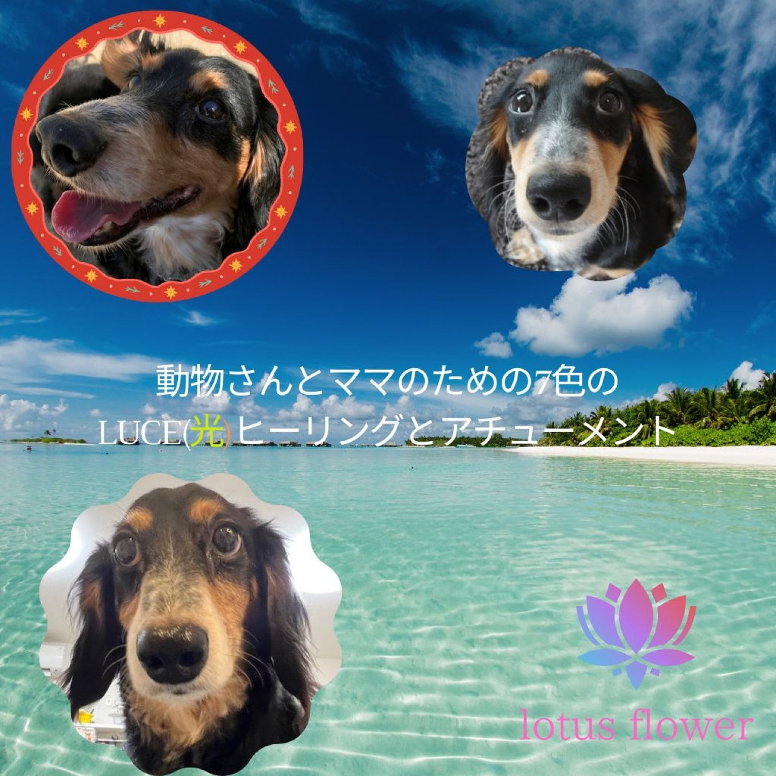 動物さんとママの為の7色のluce（光） ヒーリングの伝授　 対面