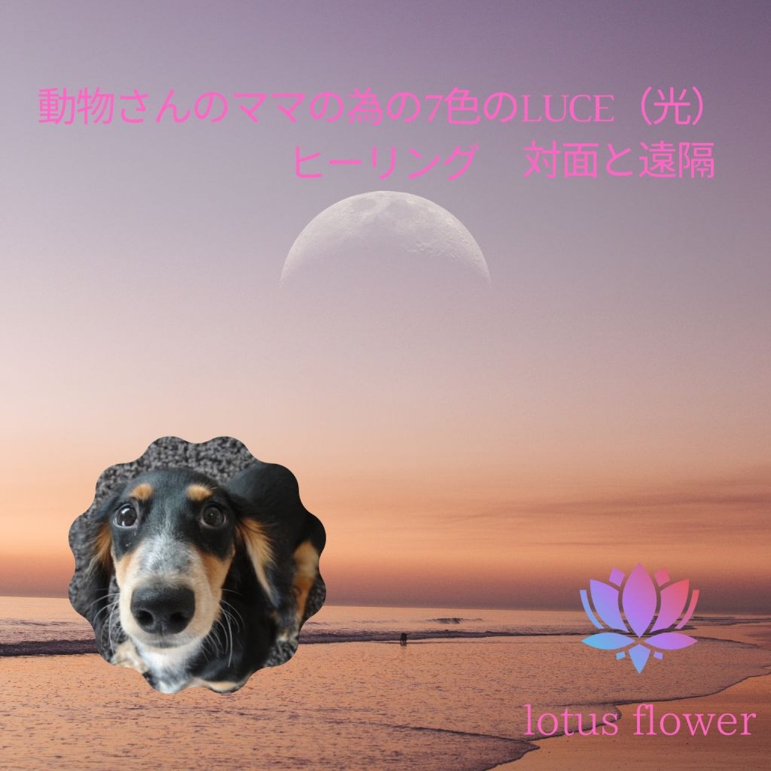 動物さんとママの為の7色のluce（光） ヒーリング　 対面と遠隔　    　30分