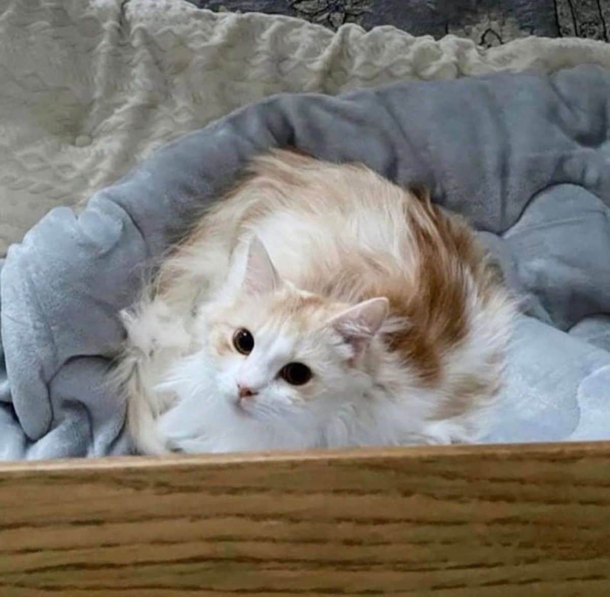 猫ちゃんの似顔絵イラスト描きます