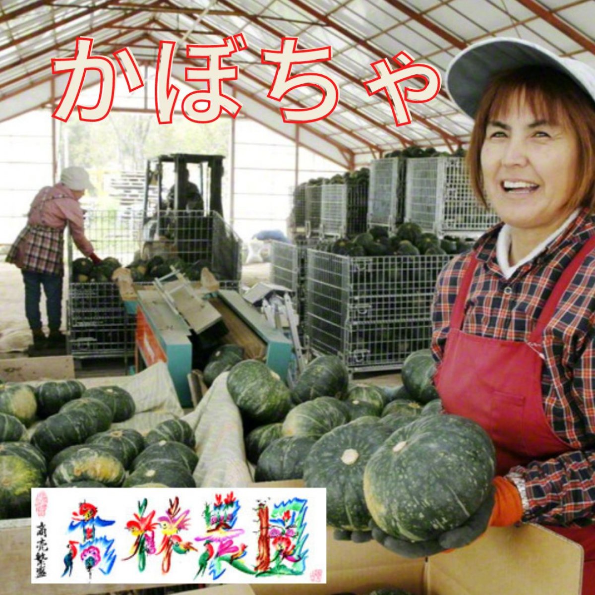 カボチャ1箱とじゃがいも10k 有機的管理キタアカリ 北海黄金 トウヤ 有機カボチャとセット の中から