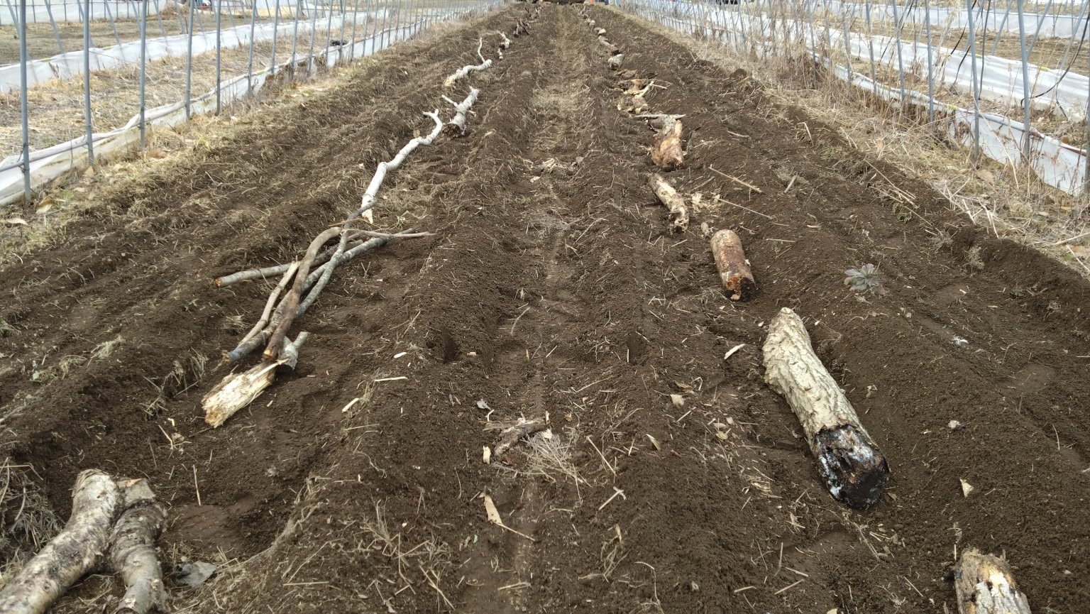 2026/5/4高林農園　種まき祭　withアップダウン＆千堂あきほ