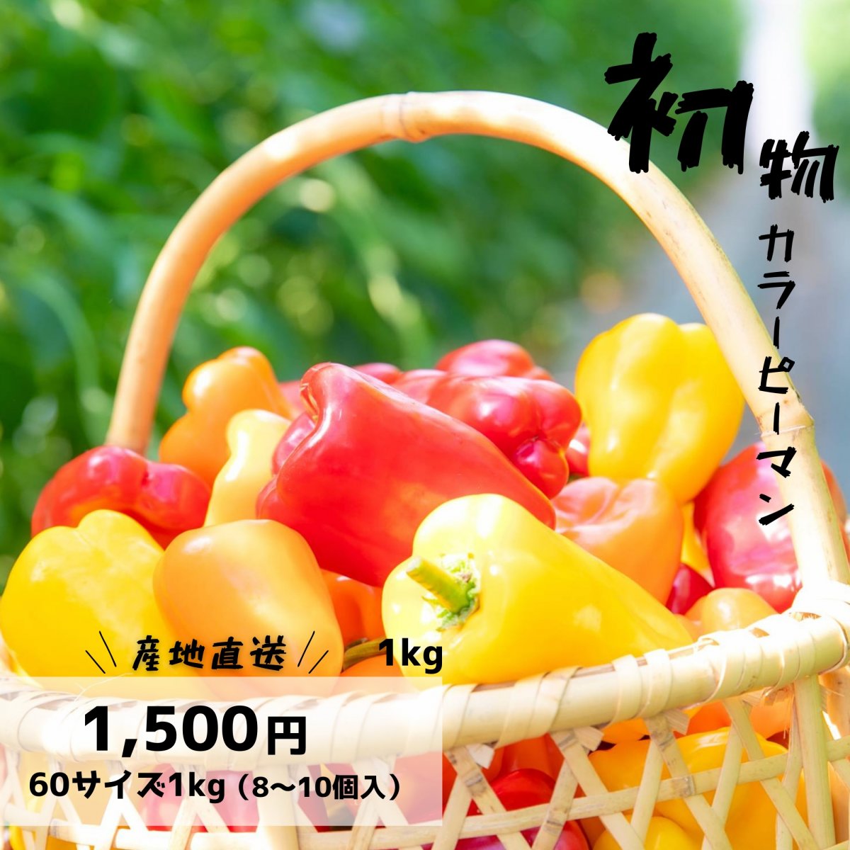 【レスキュー⚠️】初もの1キロ  カラーピーマン赤黄橙のミックス/8~10個