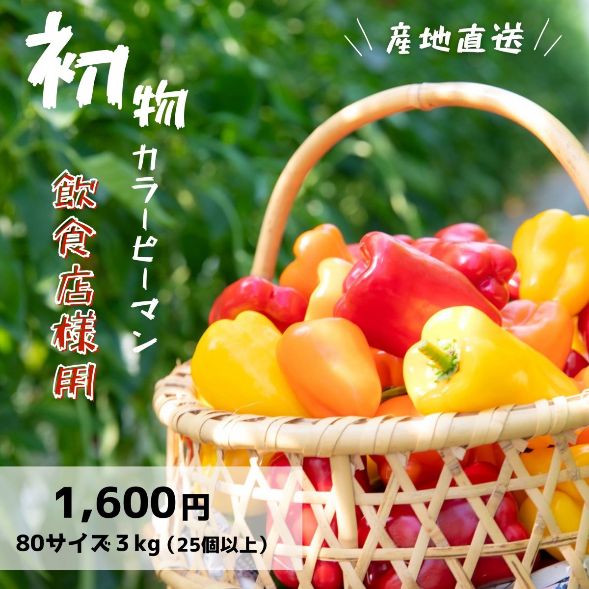 飲食店様限定【初もの3キロ】カラーピーマン赤(多め)黄橙/25個以上※備考欄へお店のお名前、ホームページやSNSのURLをご記入ください。
