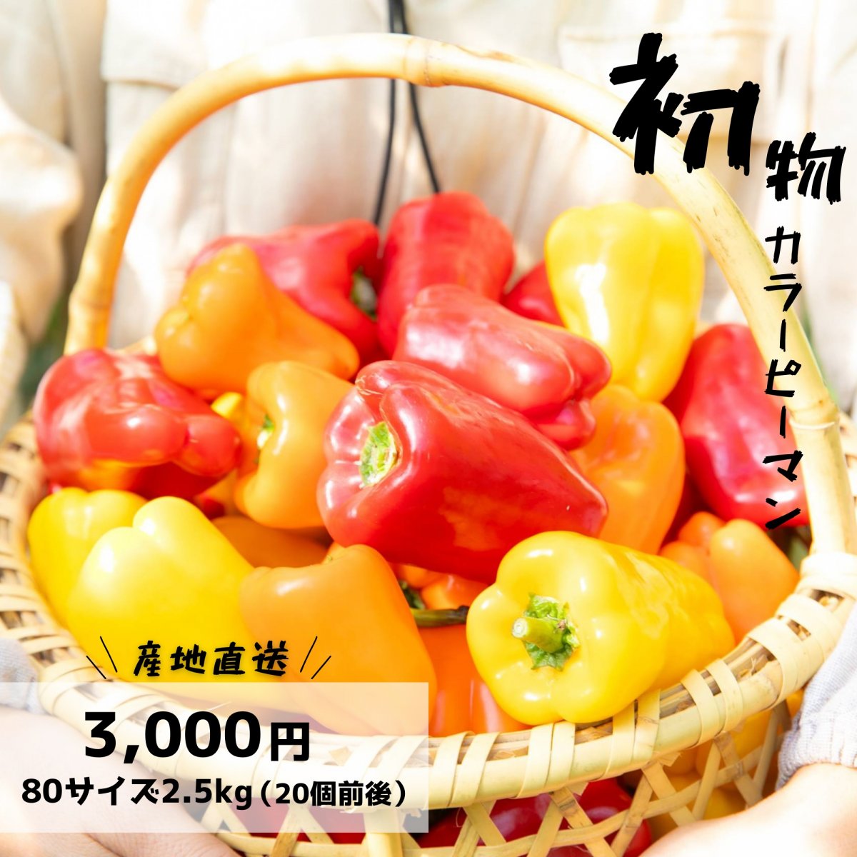 【初もの2.5キロ】カラーピーマン赤(多め)黄橙/20個前後