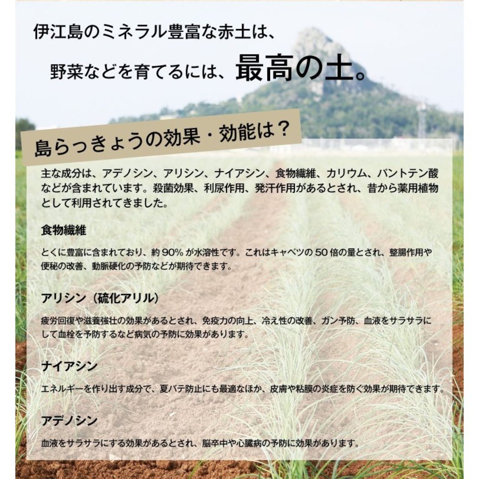 よしおばぁの沖縄島らっきょう 【塩漬け 200g】 伊江島産島らっきょう