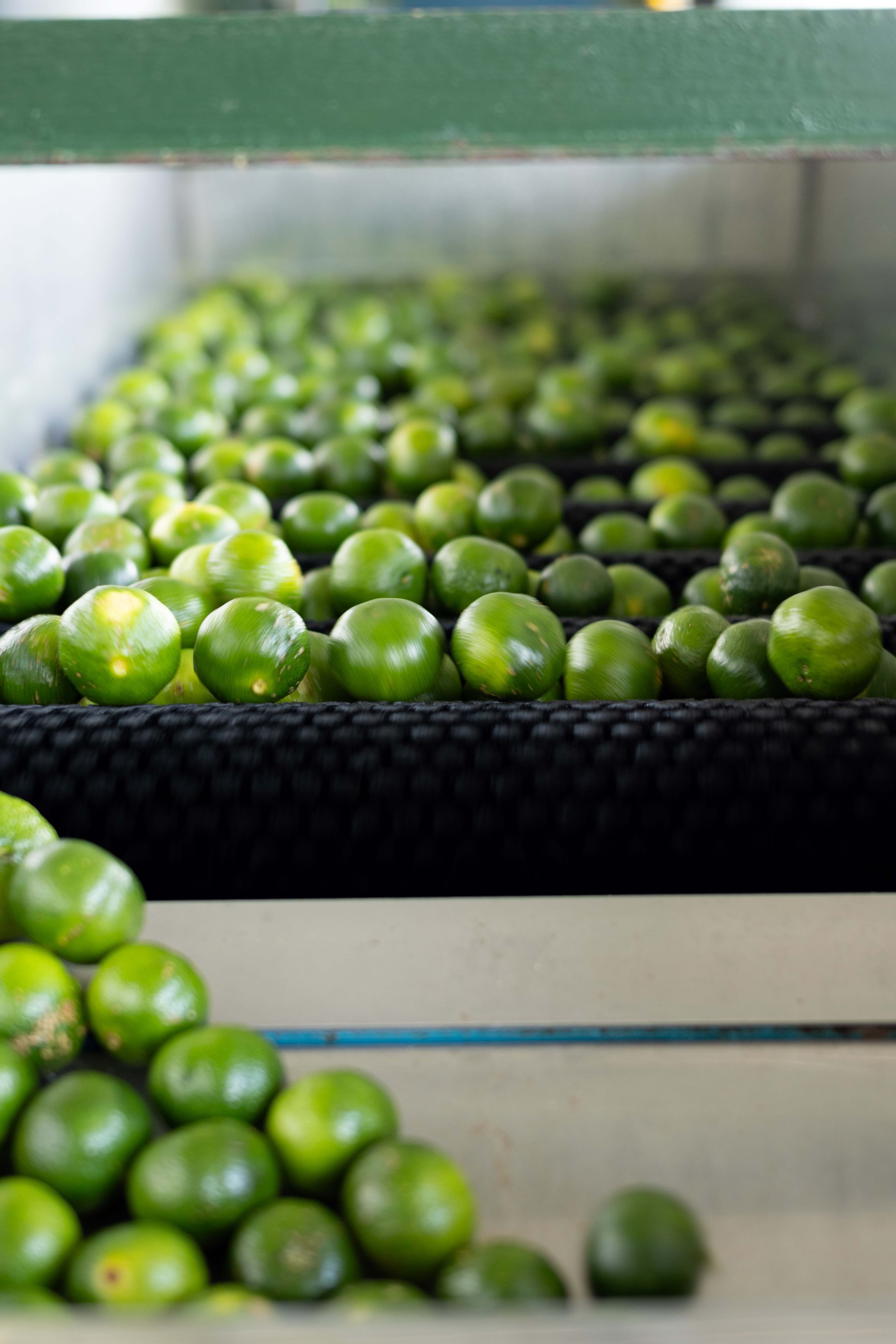 おもてなしセレクション2025金賞受賞】沖縄県産まるごとシークワーサー