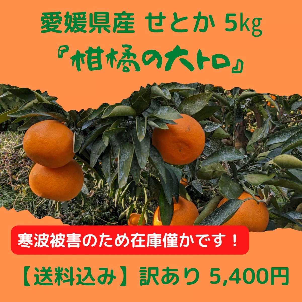 【訳あり】愛媛県産 せとか 5kg【送料込み】沖縄・北海道・離島は別途　愛媛県西予市三瓶町の高級柑橘