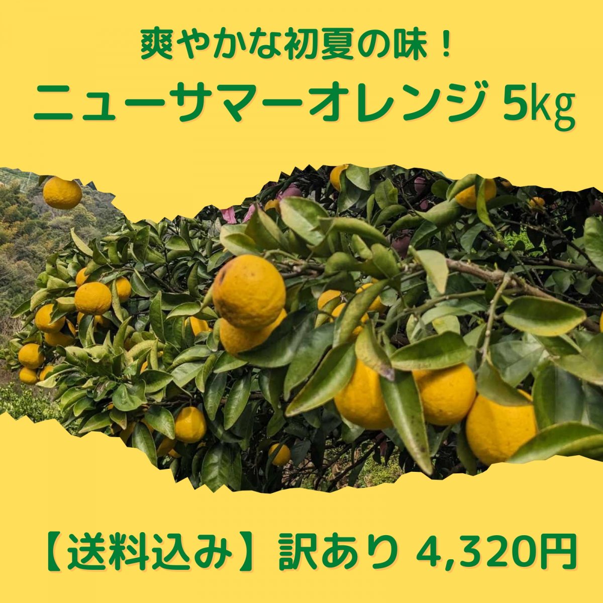【訳あり】愛媛県産 ニューサマーオレンジ 5kg【送料込み】沖縄・北海道・離島は別途　愛媛県西予市三瓶町の柑橘