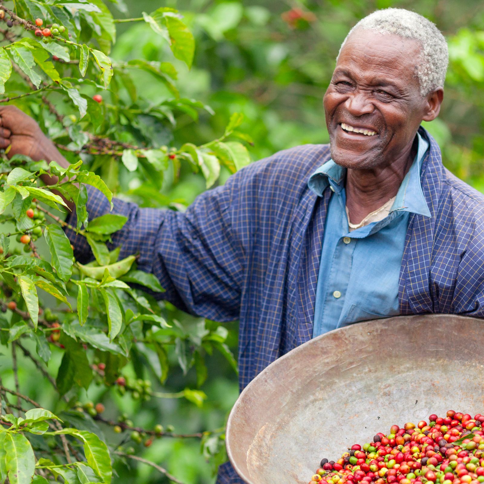 有機栽培】東ティモール・マウベシ珈琲 200g ほっかいどうピース