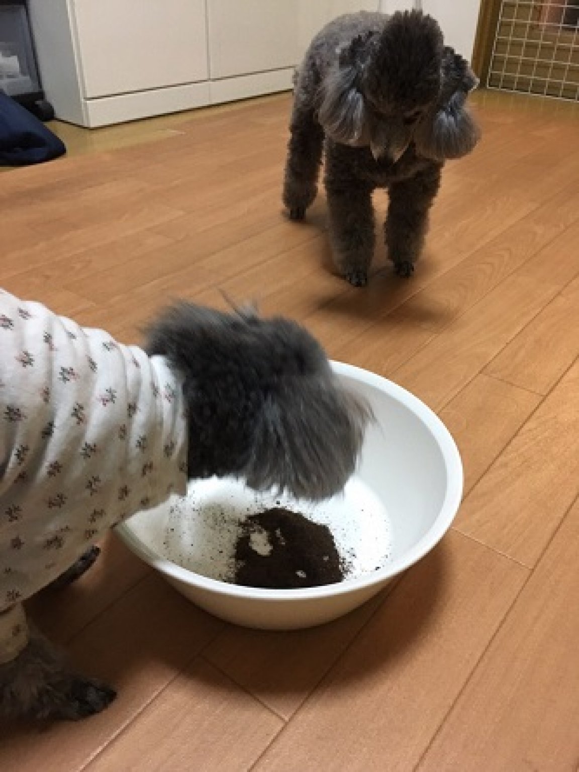 30分フードのご相談【Zoomで承ります】